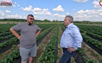 Cadenza na plantacji w Hornigach. Kiedy będą zbiory i jaki jest potencjał odmiany?