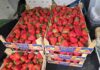 Patologie na rynku truskawek trwają w sezonie 2026. Import podszywa się pod polski produkt