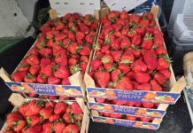 Patologie na rynku truskawek trwają w sezonie 2026. Import podszywa się pod polski produkt