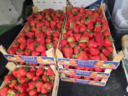 Patologie na rynku truskawek trwają w sezonie 2026. Import podszywa się pod polski produkt
