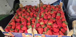 Patologie na rynku truskawek trwają w sezonie 2026. Import podszywa się pod polski produkt