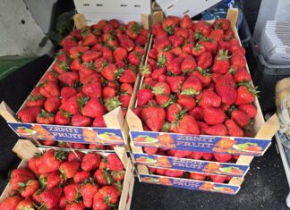 Patologie na rynku truskawek trwają w sezonie 2026. Import podszywa się pod polski produkt