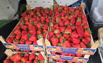 Patologie na rynku truskawek trwają w sezonie 2026. Import podszywa się pod polski produkt