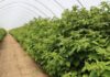 Dlaczego plantatorzy wracają do malin letnich? W Roguszynie już zaczynają zbiory