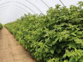 Dlaczego plantatorzy wracają do malin letnich? W Roguszynie już zaczynają zbiory