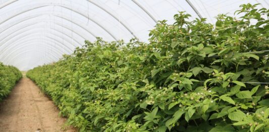 Dlaczego plantatorzy wracają do malin letnich? W Roguszynie już zaczynają zbiory