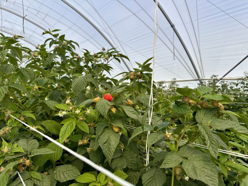 Początek dojrzewania owoców odmiany 'Enrosadira'