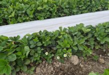 Plantacje truskawek po zdjęciu niskich osłon (monitoring plantacji, 7.05.2026 r.) truskawki wiosną