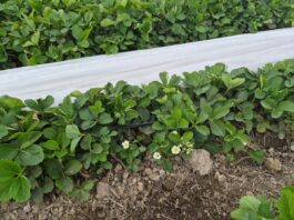 Plantacje truskawek po zdjęciu niskich osłon (monitoring plantacji, 7.05.2026 r.) truskawki wiosną