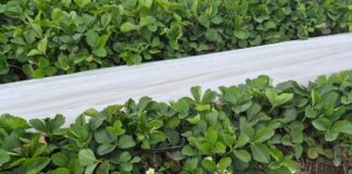 Plantacje truskawek po zdjęciu niskich osłon (monitoring plantacji, 7.05.2026 r.) truskawki wiosną