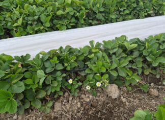 Plantacje truskawek po zdjęciu niskich osłon (monitoring plantacji, 7.05.2026 r.) truskawki wiosną
