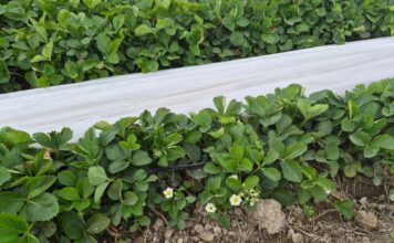 Plantacje truskawek po zdjęciu niskich osłon (monitoring plantacji, 7.05.2026 r.) truskawki wiosną