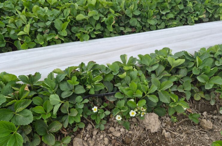 Plantacje truskawek po zdjęciu niskich osłon (monitoring plantacji, 7.05.2026 r.) truskawki wiosną