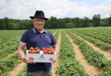 Samozbiory, które uratowały plantację. Historia Manfreda Skrzypczyka z Księżego Lasu Manfred Skrzypczyk, producent truskawek z Księżego Lasu