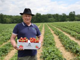Samozbiory, które uratowały plantację. Historia Manfreda Skrzypczyka z Księżego Lasu Manfred Skrzypczyk, producent truskawek z Księżego Lasu
