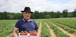 Samozbiory, które uratowały plantację. Historia Manfreda Skrzypczyka z Księżego Lasu Manfred Skrzypczyk, producent truskawek z Księżego Lasu