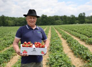 Samozbiory, które uratowały plantację. Historia Manfreda Skrzypczyka z Księżego Lasu Manfred Skrzypczyk, producent truskawek z Księżego Lasu