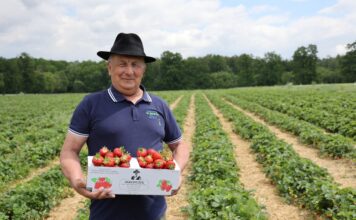 Samozbiory, które uratowały plantację. Historia Manfreda Skrzypczyka z Księżego Lasu Manfred Skrzypczyk, producent truskawek z Księżego Lasu