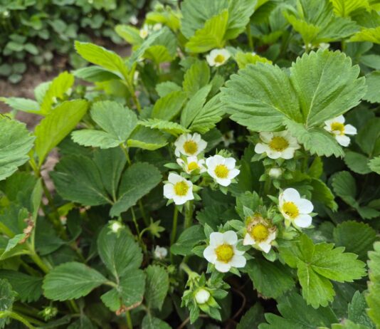 Truskawki między deszczami (monitoring plantacji, 18.05.2026 r.) truskawki po deszcze kwitnienie