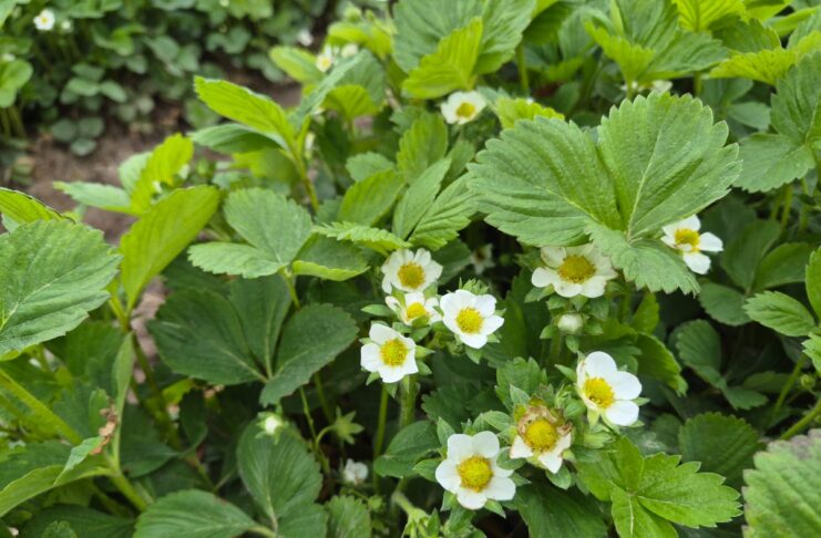 Truskawki między deszczami (monitoring plantacji, 18.05.2026 r.) truskawki po deszcze kwitnienie