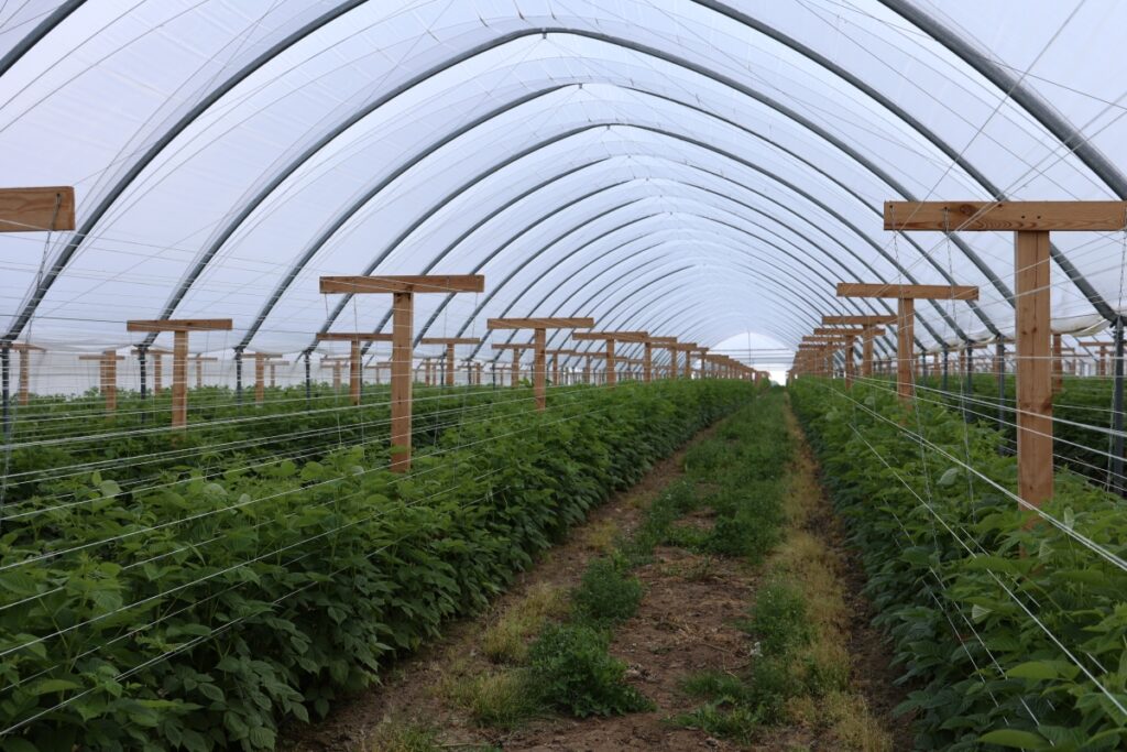 Upraw malin w zblokowanych tunelach z firmy Haygrove na zbiór z pędów tegorocznych