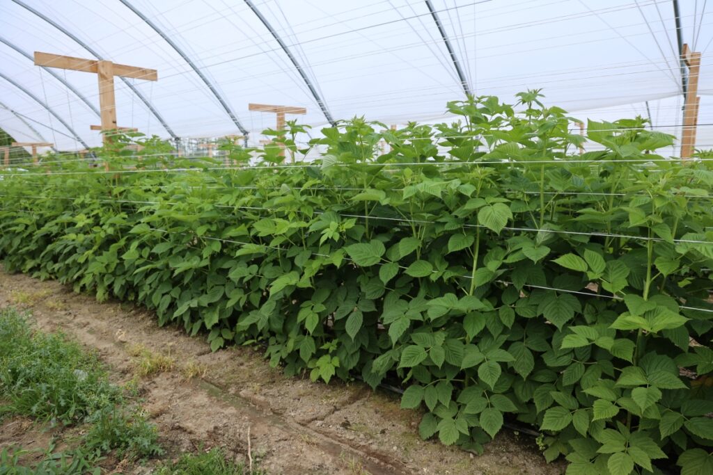 Upraw malin w zblokowanych tunelach z firmy Haygrove na zbiór z pędów tegorocznych