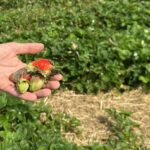 Truskawki odmiany 'Asia' porażone przez szarą pleśń
