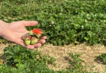 Szara pleśń na plantacjach truskawek po ulewnych deszczach w regionie Czerwińska nad Wisłą Truskawki odmiany 'Asia' porażone przez szarą pleśń