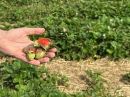 Szara pleśń na plantacjach truskawek po ulewnych deszczach w regionie Czerwińska nad Wisłą Truskawki odmiany 'Asia' porażone przez szarą pleśń