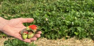Szara pleśń na plantacjach truskawek po ulewnych deszczach w regionie Czerwińska nad Wisłą Truskawki odmiany 'Asia' porażone przez szarą pleśń