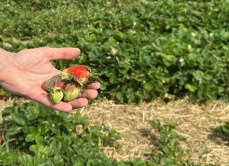 Szara pleśń na plantacjach truskawek po ulewnych deszczach w regionie Czerwińska nad Wisłą Truskawki odmiany 'Asia' porażone przez szarą pleśń