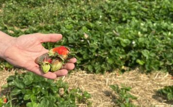 Szara pleśń na plantacjach truskawek po ulewnych deszczach w regionie Czerwińska nad Wisłą Truskawki odmiany 'Asia' porażone przez szarą pleśń
