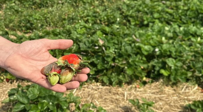 Szara pleśń na plantacjach truskawek po ulewnych deszczach w regionie Czerwińska nad Wisłą Truskawki odmiany 'Asia' porażone przez szarą pleśń