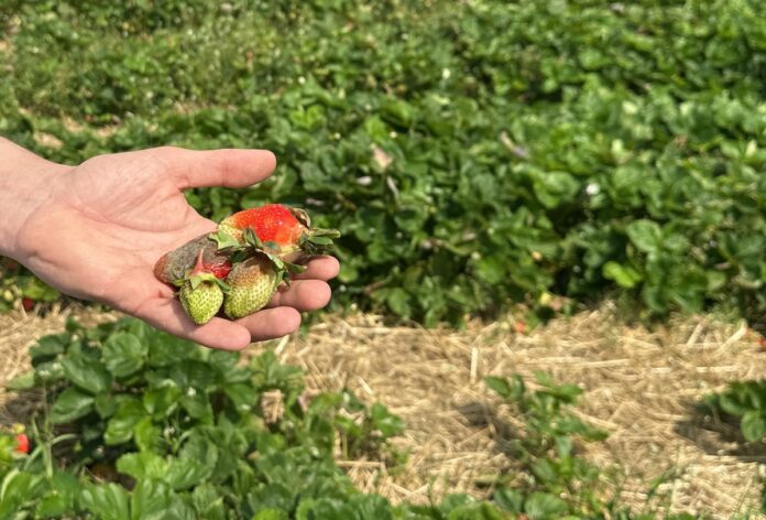 Truskawki odmiany 'Asia' porażone przez szarą pleśń