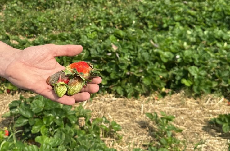 Szara pleśń na plantacjach truskawek po ulewnych deszczach w regionie Czerwińska nad Wisłą Truskawki odmiany 'Asia' porażone przez szarą pleśń