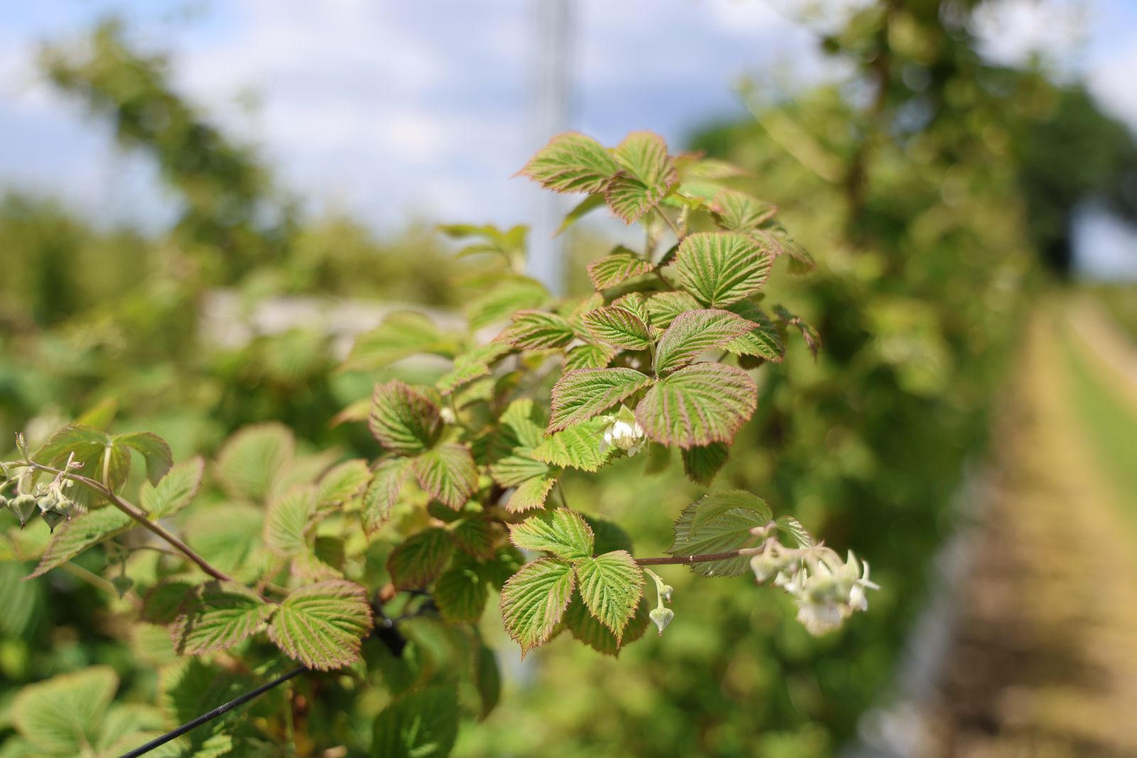 plantacji malin