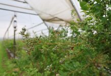 Po kwitnieniu w borówce. Jak poprawić jakość owoców? koniec kwitnienia w borówce