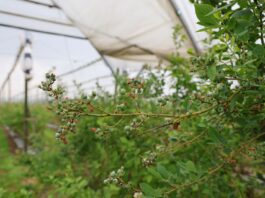 Po kwitnieniu w borówce. Jak poprawić jakość owoców? koniec kwitnienia w borówce