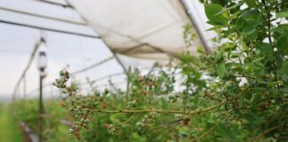 Po kwitnieniu w borówce. Jak poprawić jakość owoców? koniec kwitnienia w borówce