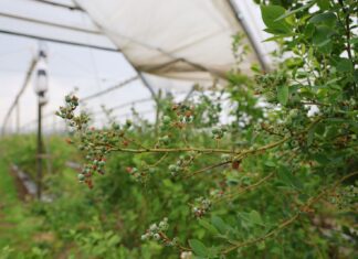 Po kwitnieniu w borówce. Jak poprawić jakość owoców? koniec kwitnienia w borówce