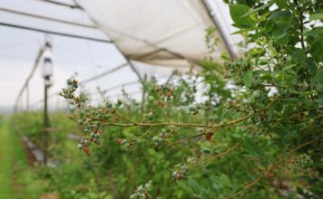 Po kwitnieniu w borówce. Jak poprawić jakość owoców? koniec kwitnienia w borówce