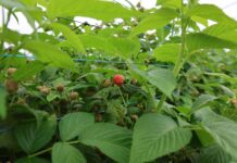 Maliny w tunelach: budowanie jakości owoców i shelf life przed zbiorem