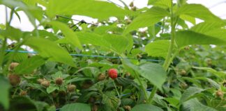 Maliny w tunelach: budowanie jakości owoców i shelf life przed zbiorem