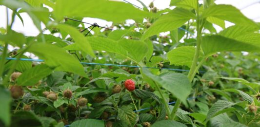 Maliny w tunelach: budowanie jakości owoców i shelf life przed zbiorem