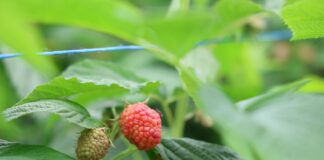 Najważniejsze zabiegi na plantacjach malin letnich i jesiennych malinowe factory, malina,
