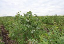 Szkodniki i choroby atakują borówki. Jak chronić plantację? bluecrop, borówkowe factory,