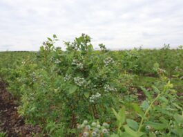 Szkodniki i choroby atakują borówki. Jak chronić plantację? bluecrop, borówkowe factory,