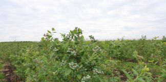 Szkodniki i choroby atakują borówki. Jak chronić plantację? bluecrop, borówkowe factory,