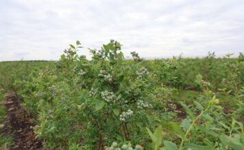 Szkodniki i choroby atakują borówki. Jak chronić plantację? bluecrop, borówkowe factory,