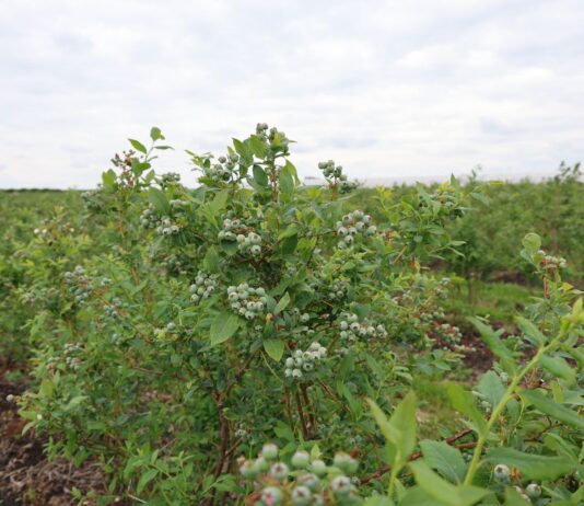 Szkodniki i choroby atakują borówki. Jak chronić plantację? bluecrop, borówkowe factory,